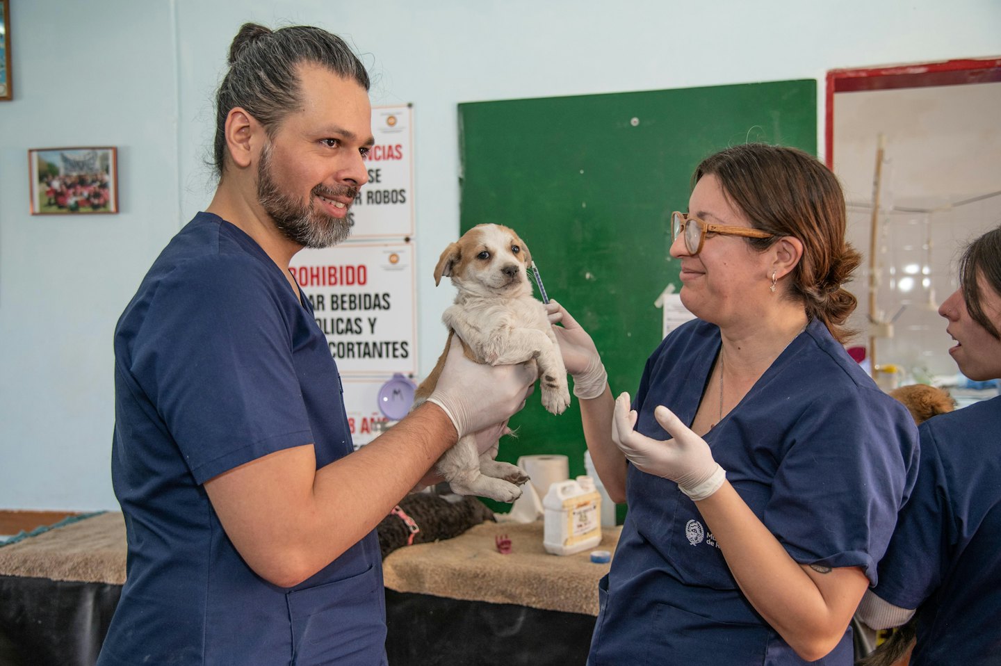Two veterinarians give a puppy its vaccination indoors.