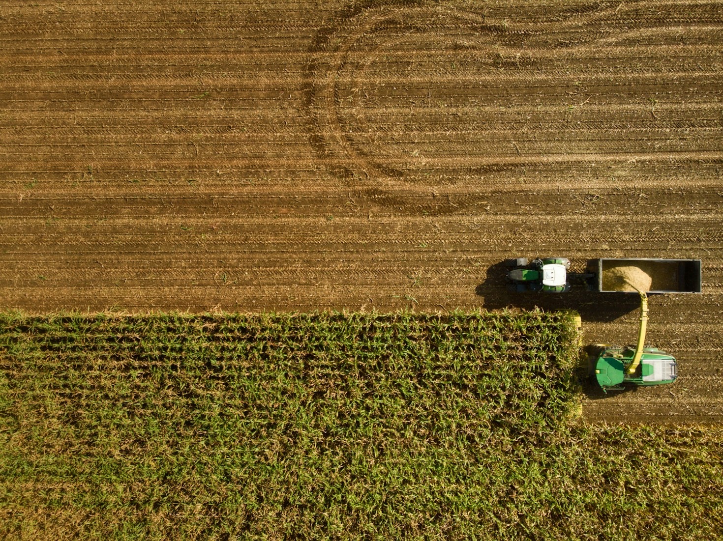 The Role of Novel Feed Additives in Livestock Gut Health