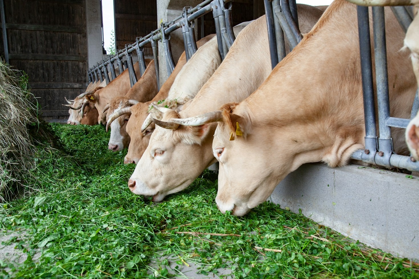Key Takeaways From the Latest International Feed Conferences